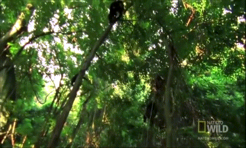 Khi đó, những con khỉ nhỏ không mấy cảnh giác vẫn hoàn toàn không biết gì, chúng bình chân như vại, đu đưa trên ngọn cây.