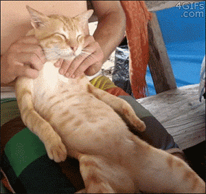 Được chủ xoa bóp, massage vai cho đỡ mỏi, chú mèo này bày ra bộ mặt vô cùng hưởng thụ.