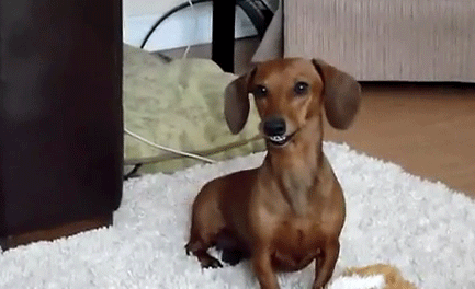 Còn ngược lại, chú chó này siêu vui vẻ khi cuối cùng cậu chủ cũng có cơ hội thân mật với bạn gái.