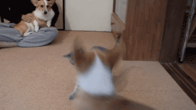 Thấy chó lùn corgi quá nhí nhố, cô mèo này cắn thằng vào mông của nó để bắt chó lùn trật tự. (Nguồn Viralnova)