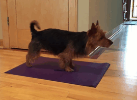 Thường xuyên khiến cô chủ ghen tị bởi khả năng tập yoga bẩm sinh của mình, chú chó này cũng sở hữu riêng một tấm thảm để tập luyện và thể hiện. (Nguồn Bored Panda)