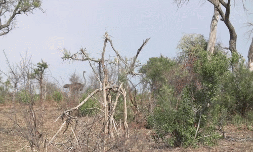 James Tyrrell, một nhiếp ảnh gia ở khu bảo tồn động vật hoang dã Londolozi đã ghi lại được những hình ảnh thú vị về chuyện theo đuổi tình yêu của đà điểu cái cô đơn lâu năm.