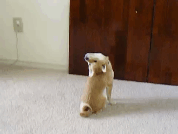 Bị chủ nhân phạt quay mặt vào tường, chú chó cưng Shiba Inu đang cố gắng làm trò để lấy lòng.