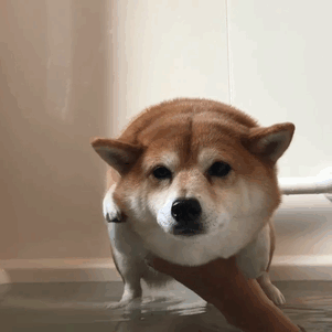 Nổi tiếng là loài chó ưa sạch sẽ, chú chó Shiba Inu này sẵn sàng bơi trên không ngay cả khi chưa chạm nước.