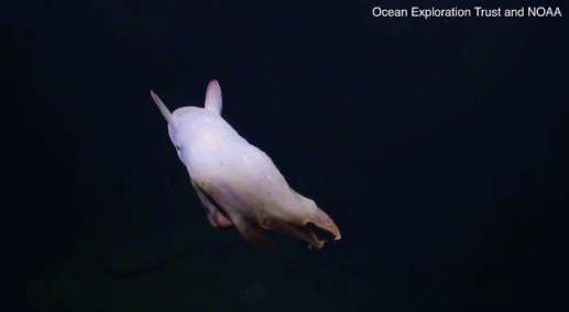 Theo tìm hiểu, bạch tuộc Dumbo, tên khoa học là Grimpoteuthis, là loài vật bí ẩn, các nhà khoa học biết rất ít về hành vi của chúng vì môi trường sống của bạch tuộc Dumbo quá khắc nghiệt, thường ở rất sâu dưới đáy biển.