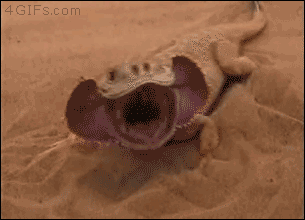 Ảnh động ghi cảnh ngụy trang đỉnh cao của thằn lằn Tây Tạng, Phrynocephalus mystaceus.