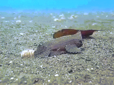 Ảnh động thú vị cho thấy màn cầu hôn mất sức của cá rockfish.