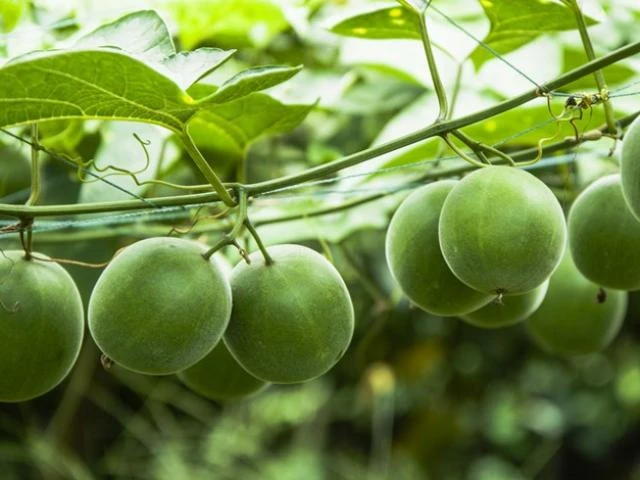 Thứ quả ngọt gấp 300 lần đường, cực nhuận tràng bổ phế