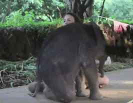 Làm nũng các du khách một cách công khai, voi con không hề ý thức được cân nặng của mình..