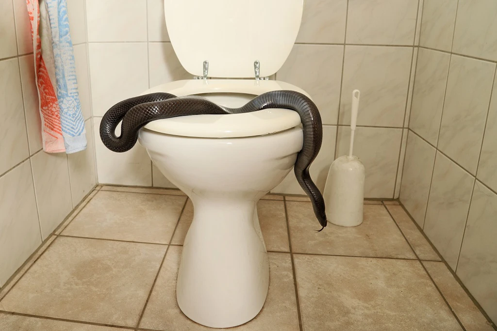 Đi vệ sinh, người phụ nữ khiếp đảm vì đụng độ "quái vật"