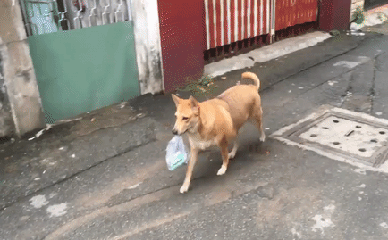Chú chó thông minh biết tự mình đi chợ và mang đồ về cho chủ nhân.