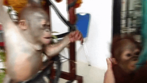 Ngay từ giây phút đầu tiên khi Gito gặp Asoka, Gito đã tỏ ra vô cùng thân thiện, chú đười ươi mồ côi vươn tay ra để làm quen với Asoka, thực sự muốn coi Asoka như một người em trai kết nghĩa của mình.