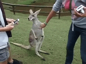 Đừng bao giờ đùa giỡn một con kangaroo đang cáu, kể cả là con kangaroo nhỏ nếu bạn không thể chạy nhanh hơn nó.