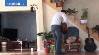 Người đàn ông này đã không suy nghĩ kỹ khi đuổi con mèo ra khỏi chiếc ghế ưa thích của nó, hậu quả là mèo báo thù bằng cách gạt chiếc bình hoa vào đầu đầy đau đớn.