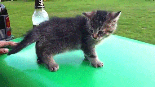 Sau một lần quá chén, chú mèo con nghịch ngợm này đã quên mất chính bản thân mình, quên cách đi lại, đổ gục về phía trước.