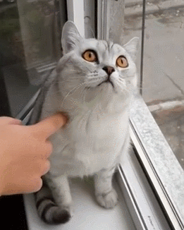 Chú mèo đau khổ này đang "đứng hình" khi phát hiện kho báu mình tích trữ bấy lâu bị kẻ thù truyền kiếp là chó cưng của cô chủ lấy mất.
