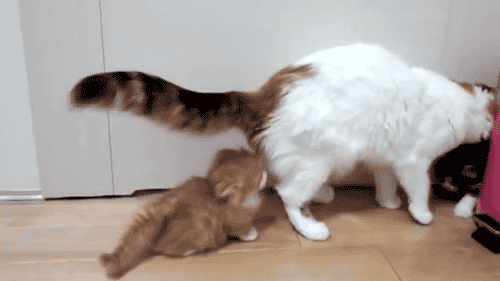 Mèo con làm điều mờ ám nên giật nảy mình đây mà.