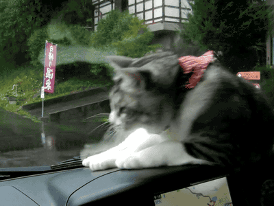 "Tôi phải bắt được nó!" Thú cưng ngây ngô nhưng vô cùng đáng yêu.