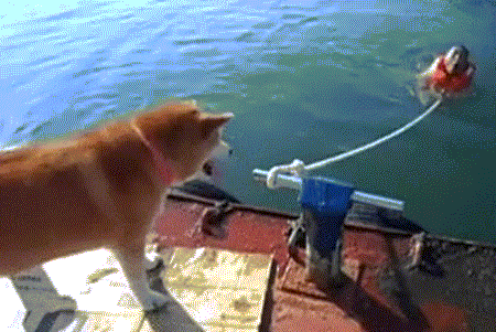 Chú chó Akita tháo dây thừng "trả đũa" ông chủ chăng?