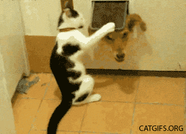 Một khi đã ghét, mèo không sẽ không từ thủ đoạn nào để chèn ép kẻ thù của mình.