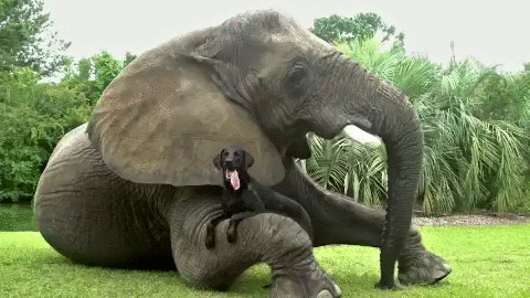 Tuy trọng lượng không bằng cái vòi của con voi nhưng con chó này có bản lĩnh khiến con voi thừa nhận tình bạn với mình.