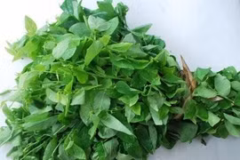 Rau ngót giàu vitamin A, C giúp tăng cường hệ miễn dịch