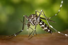 Bộ Y tế khuyến cáo khẩn biện pháp giám sát, phòng chống bệnh Chikungunya