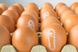 Công ty Black Sheep Egg Company bị thu hồi hơn 6 triệu quả trứng 