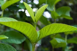 Lá ổi chữa bệnh gì?