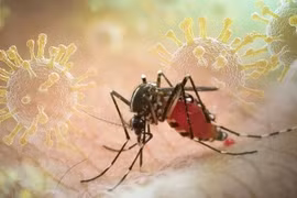 Hà Nội chủ động phòng chống dịch bệnh chikungunya 