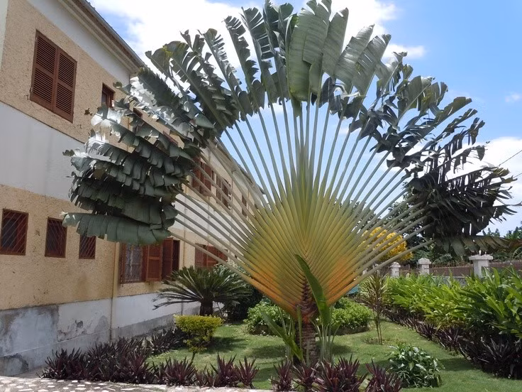  Biểu tượng quốc gia của Madagascar. Loài cây này được xem là biểu tượng thiên nhiên của Madagascar, xuất hiện trong nghệ thuật, quảng bá du lịch và thường được nhắc đến như “cây của lữ khách” gắn với văn hóa bản địa. Ảnh: Pinterest.