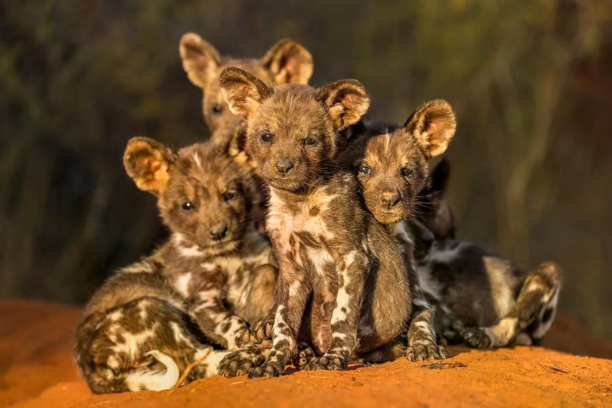 Bức ảnh "Puppy love" của NAG Marcus Westberg chụp đàn chó châu Phi hoang dã tại Khu bảo tồn thiên nhiên Tswalu Kalahari, Nam Phi. Lợi nhuận từ tiền bán sách ảnh Remembering Wildlife còn được dùng để hỗ trợ tiêm vaccine cho chó nhà để giúp ngăn ngừa bệnh dại lây sang chó hoang. Ảnh: Marcus Westberg/Remembering Wildlife.
