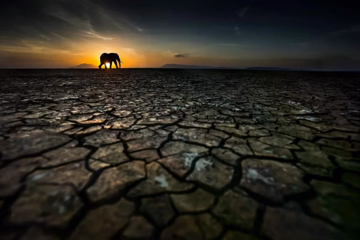 "Thirst" là tên một bức ảnh của Tom Way chụp về loài voi ở Kenya, được giới thiệu trong cuốn sách ảnh. Ảnh: Tom Way/Remembering Wildlife.