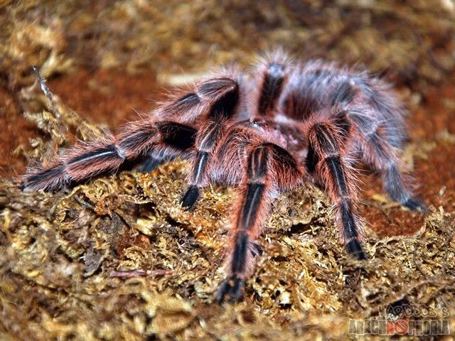 Lông trên cơ thể có tác dụng phòng thủ. Tarantula có thể búng những sợi lông nhỏ từ bụng vào kẻ thù, gây ngứa rát và khó chịu. Ảnh: Pinterest.