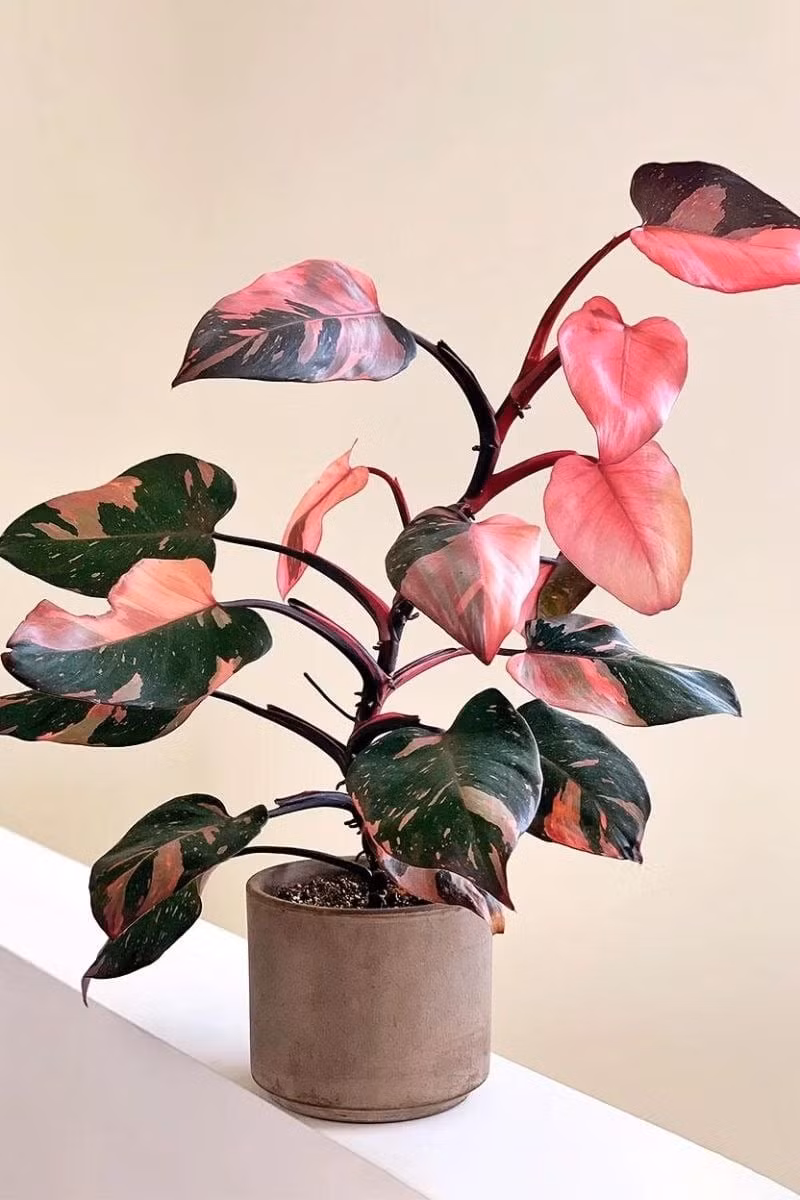 Đặc biệt, đừng nhầm với Philodendron Pink Congo, vì màu hồng của Congo là do tiêm hóa chất, còn Pink Princess có sắc hồng tự nhiên, bền đẹp.