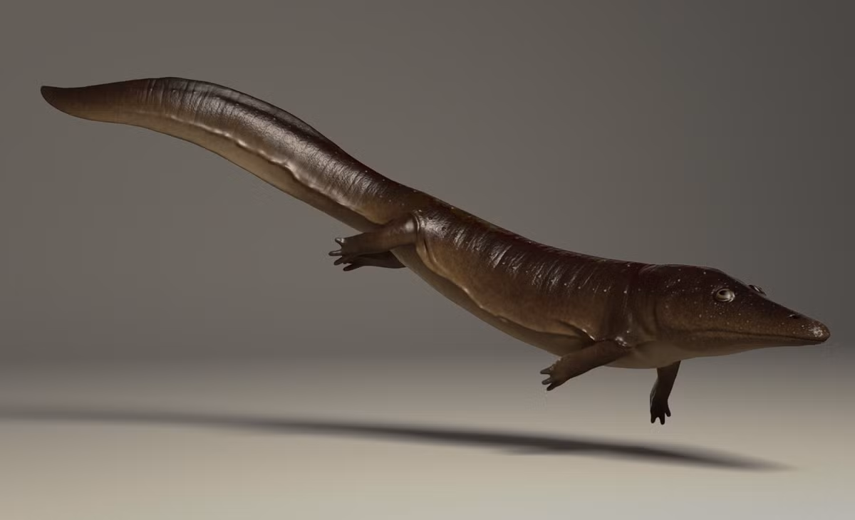  Tên nghĩa là “thằn lằn nguyên thủy”. “Archegosaurus” xuất phát từ tiếng Hy Lạp, phản ánh vị trí cổ xưa trong tiến hóa động vật của loài này. Ảnh: artstation.com.