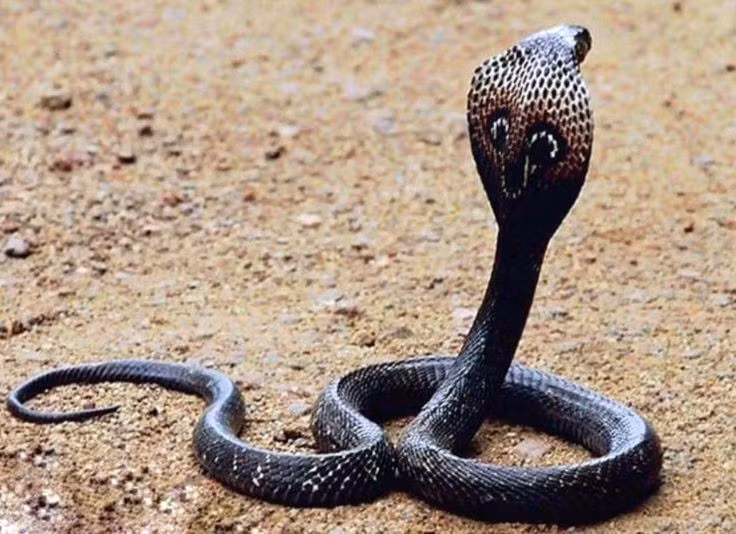  5. Rất thông minh và cảnh giác cao độ. Rắn hổ chúa có khả năng ghi nhớ lãnh thổ, tránh đối đầu không cần thiết và có xu hướng bỏ đi hơn là tấn công nếu không bị khiêu khích trực tiếp. Ảnh: Pinterest.