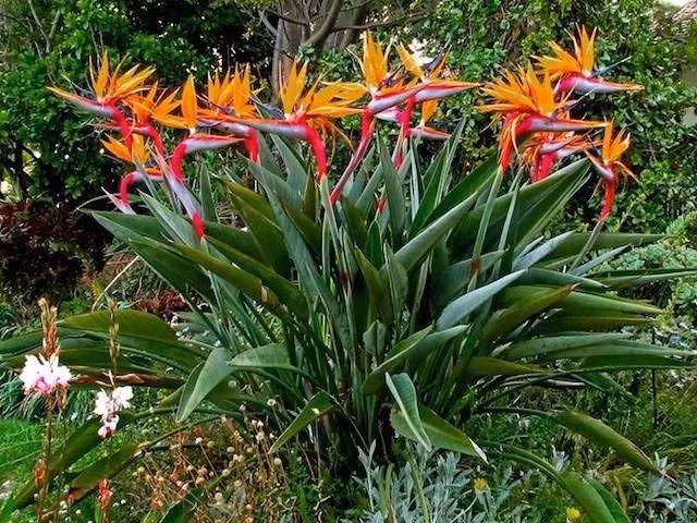  Có nguồn gốc từ Nam Phi. Strelitzia reginae là loài bản địa của vùng ven biển và thảo nguyên Nam Phi. Môi trường nắng ấm, thoáng gió đã hình thành nên đặc tính ưa sáng và khả năng chịu hạn tương đối tốt của cây. Ảnh: Pinterest.
