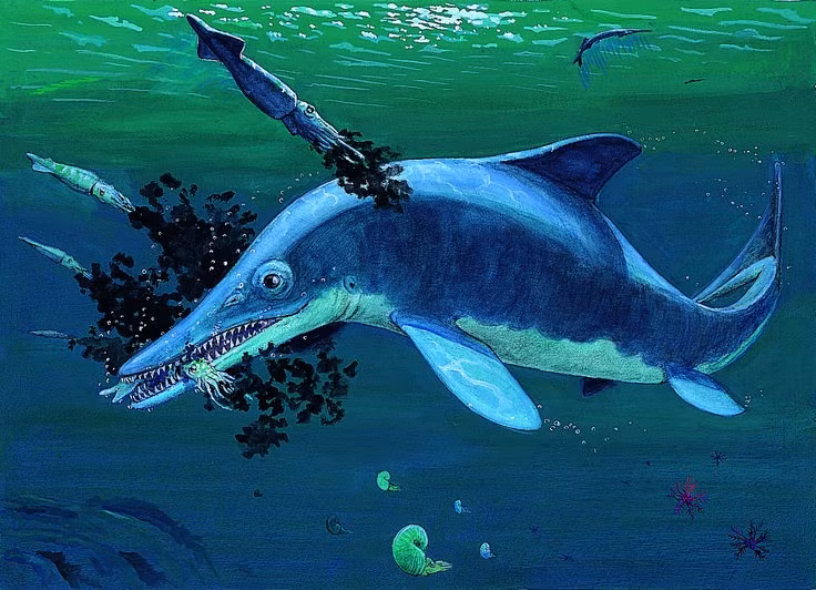  3. Là động vật ăn thịt. Ichthyosaurus săn cá, mực và các loài thủy sinh khác, sử dụng hàm dài và hàng trăm chiếc răng nhọn để bắt mồi. Ảnh: Pinterest.