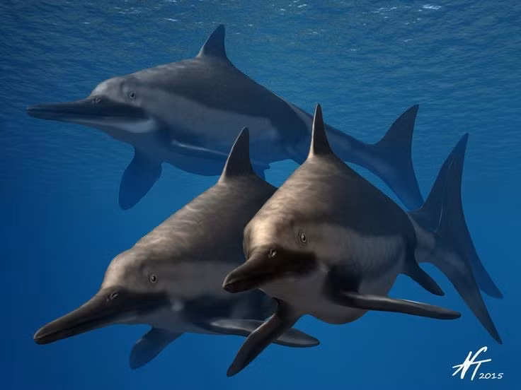  5. Đẻ con chứ không đẻ trứng. Hóa thạch cho thấy Ichthyosaurus sinh con trực tiếp dưới nước thay vì lên bờ đẻ trứng. Ảnh: Pinterest.