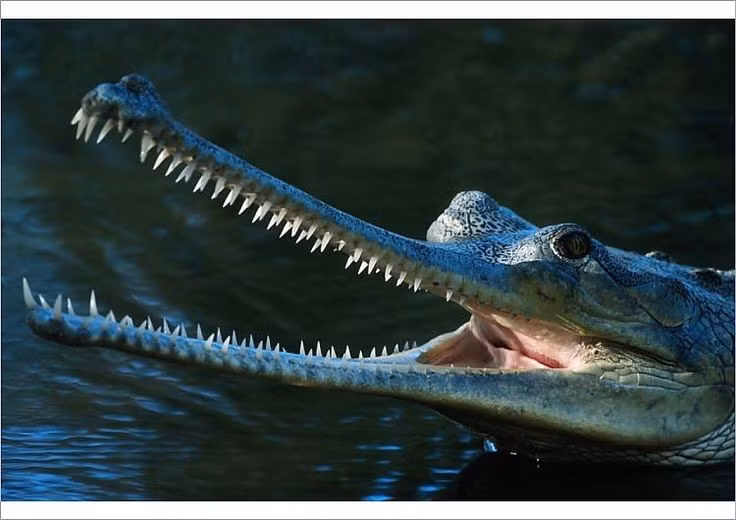  3. Là loài cá sấu chuyên ăn cá. Khác với các loài cá sấu khác, gharial có bộ răng nhỏ và sắc nhọn, thích hợp để giữ cá trơn trượt trong nước. Ảnh: Pinterest.