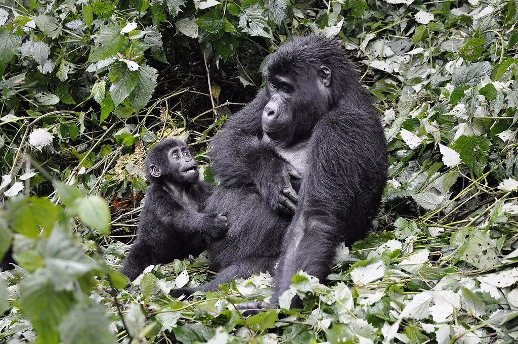  Được UNESCO công nhận là Di sản Thế giới. Bwindi được UNESCO công nhận là Di sản Thế giới vào năm 1994 nhờ tầm quan trọng về sinh thái và bảo tồn. Danh hiệu này giúp nâng cao nhận thức toàn cầu về việc bảo vệ khu rừng và các loài quý hiếm. Ảnh: Flickr.