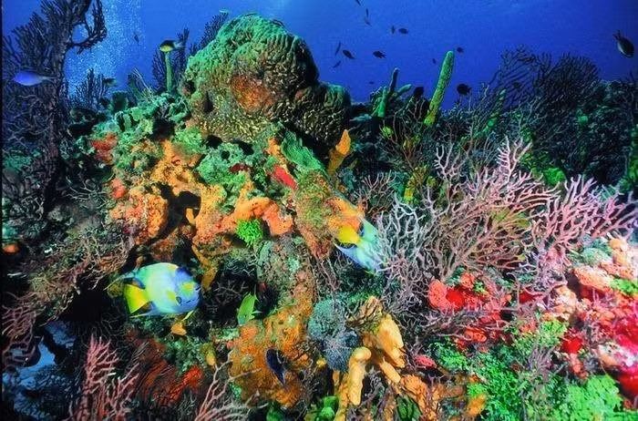  Chứa phần của rạn san hô Mesoamerica. Đây là rạn san hô lớn thứ hai thế giới, chỉ sau rạn san hô Great Barrier. Ảnh: Pinterest.
