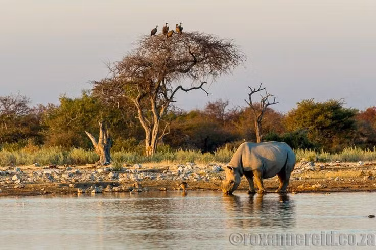  Một trong những nơi bảo tồn tê giác tốt nhất. Vườn quốc gia Etosha là khu vực quan trọng trong chương trình bảo tồn tê giác đen. Ảnh: Pinterest.