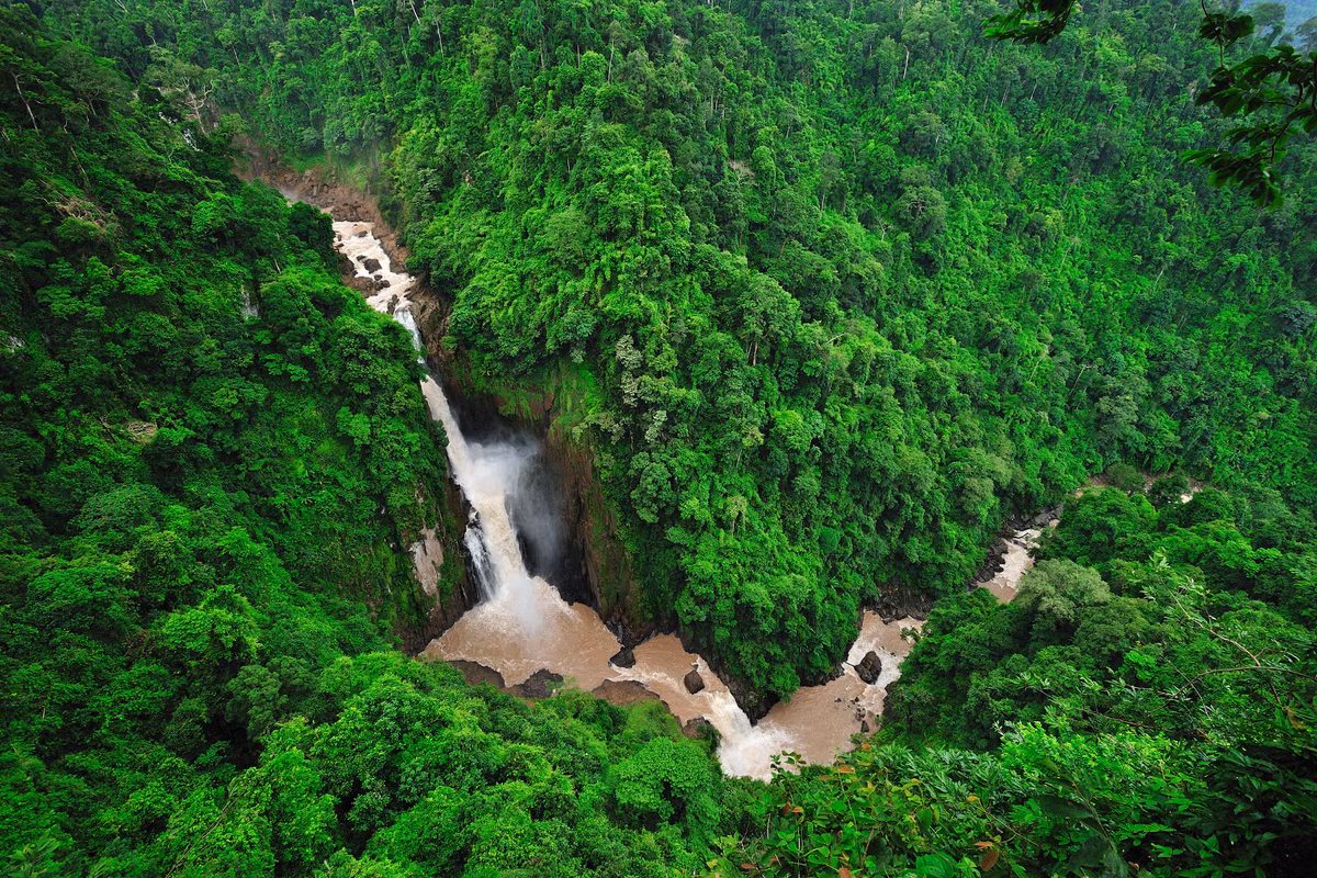 Hệ sinh thái rừng phong phú và đa tầng. Dong Phayayen–Khao Yai sở hữu rừng mưa nhiệt đới, rừng thường xanh, rừng khộp và rừng núi cao, tạo điều kiện cho vô số loài thực vật và động vật phát triển. Ảnh: khaoyainationalpark.com.