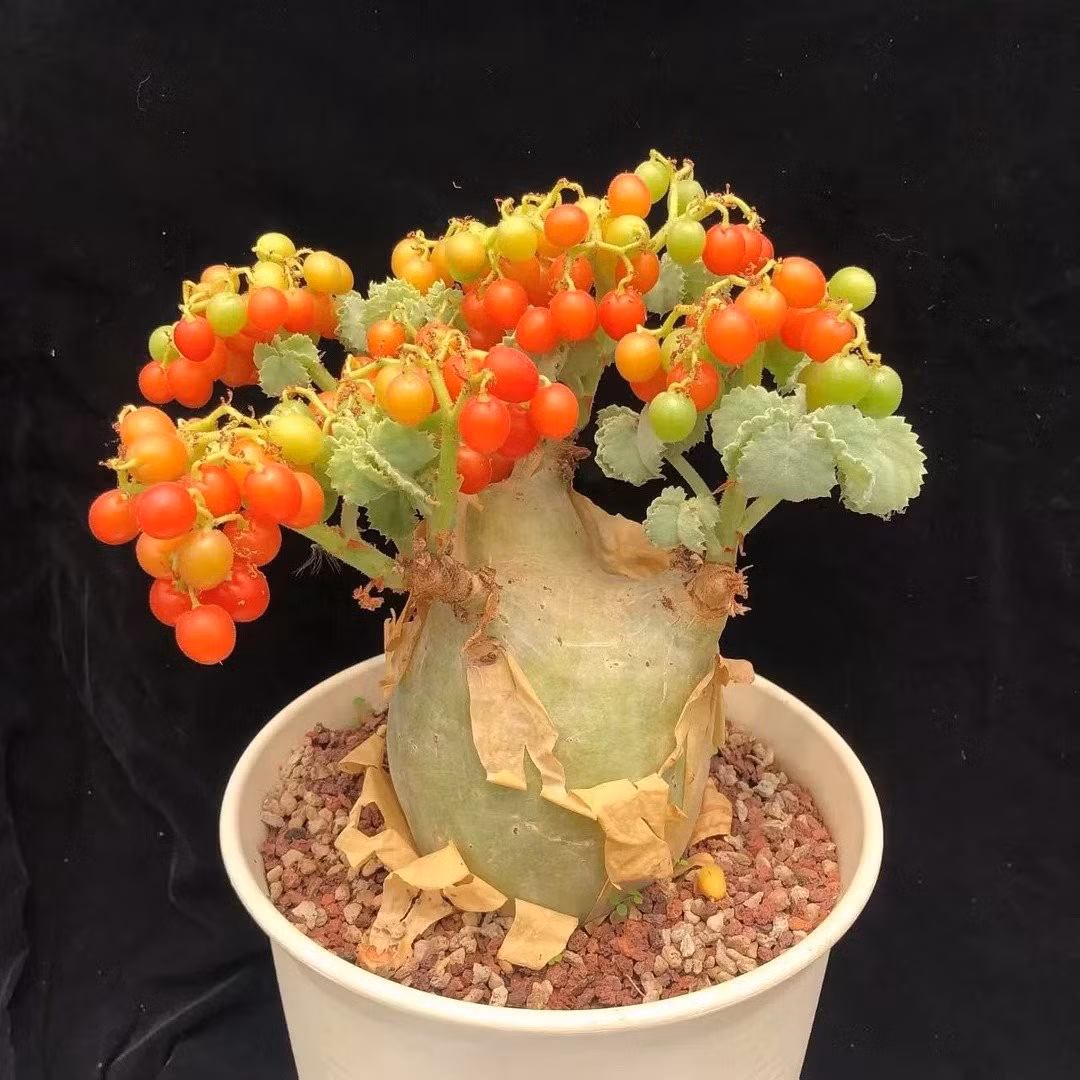 Nho Angola có nguồn gốc từ Angola và Namibia, thuộc họ Nho (Vitaceae). Loài cây mọng nước này nổi bật với thân phình to, vỏ bong tróc thành từng mảng, tạo nên dáng vẻ thô ráp nhưng độc đáo hiếm có.