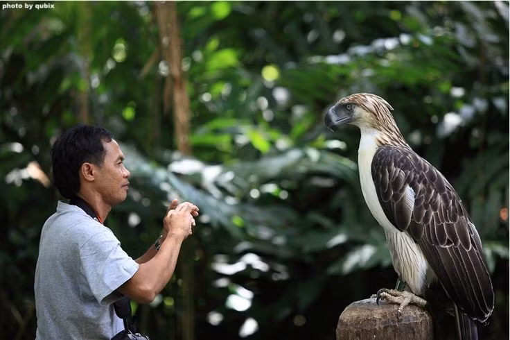  Nỗ lực bảo tồn chạy đua với thời gian. Nhiều chương trình bảo tồn đã được triển khai, bao gồm nuôi sinh sản trong điều kiện kiểm soát và bảo vệ rừng nguyên sinh, nhưng thách thức từ nạn phá rừng và săn bắt trái phép vẫn còn rất lớn. Ảnh: Pinterest.