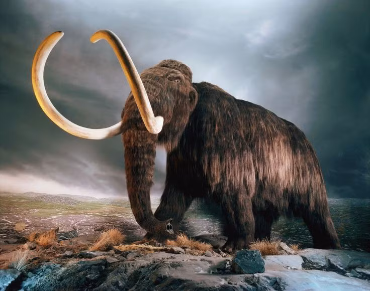  Khoa học đang cố gắng hồi sinh chúng. Dự án “de-extinction” có tham vọng dùng DNA ma mút để tái tạo lại loài voi cổ đại này. Ảnh: Pinterest.