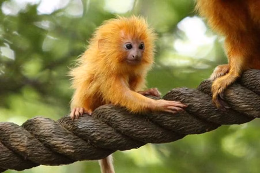 Khỉ vàng sư tử Tamarin: Loài khỉ vàng sư tử Tamarin còn có tên gọi khác là Khỉ vàng Marmoset, là loài khỉ nhỏ bản địa ở các cánh rừng ven biển Đại Tây Dương của Brazil. Loài khỉ này được liệt kê là "nguy cấp" do mất môi trường sống nghiêm trọng.