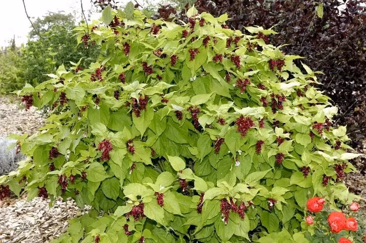  Có nguồn gốc từ dãy Himalaya hùng vĩ. Cây kim ngân Himalaya có xuất xứ từ khu vực Himalaya và miền Nam Trung Quốc, nơi khí hậu mát mẻ và độ ẩm cao. Môi trường núi rừng đã hình thành cho loài cây này khả năng thích nghi tốt với điều kiện khắc nghiệt, từ sườn núi đá đến các thung lũng rậm rạp. Ảnh: Pinterest.